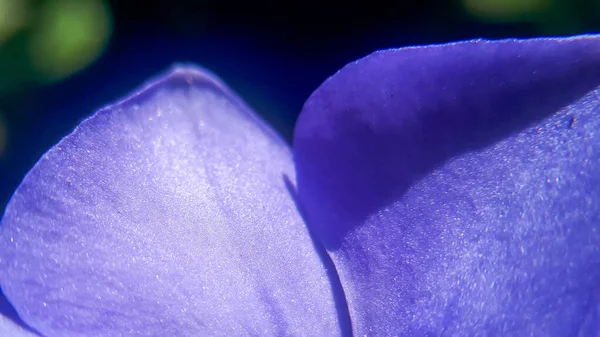 Super Macro Vinca Púrpura Flor Periwinkle Menor Detalles Cabeza Flor — Foto de Stock