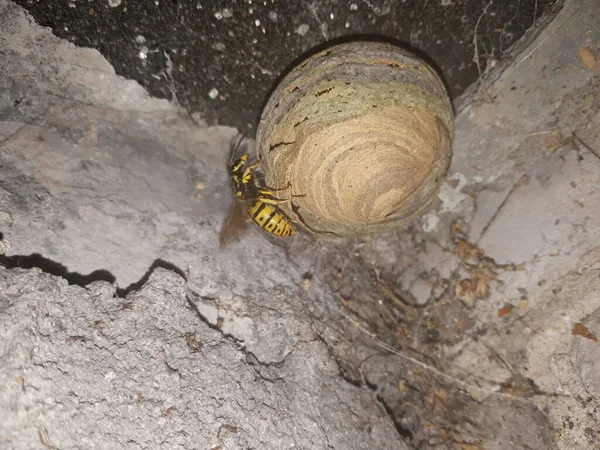 Wasp Sit Wasps Nest Danger Insect Home Garden Wasp Colony — Stock Photo, Image