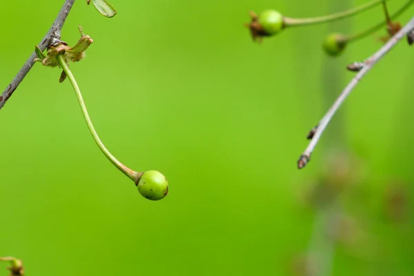 Ciliegia Acerba Piccola Verde Ramo Con Sfondo Astratto Sfocato — Foto Stock