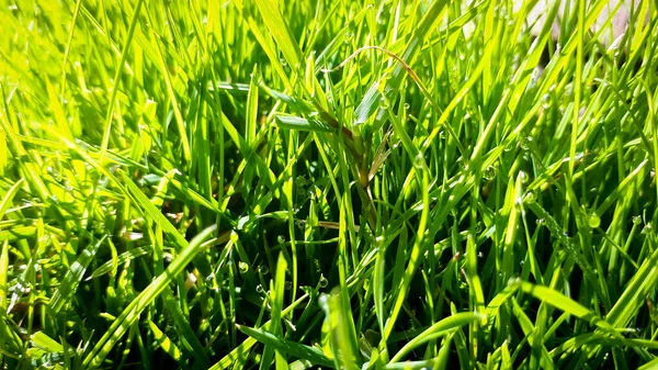 Fundo Primavera Verão Com Grama Verde Foco Seletivo Grama Macro — Fotografia de Stock