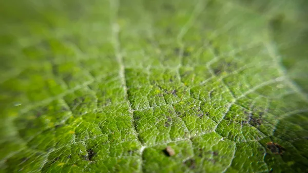 Closeup Leaf Background Abstract Macro Plant Pattern Botany Texture — Stock Photo, Image