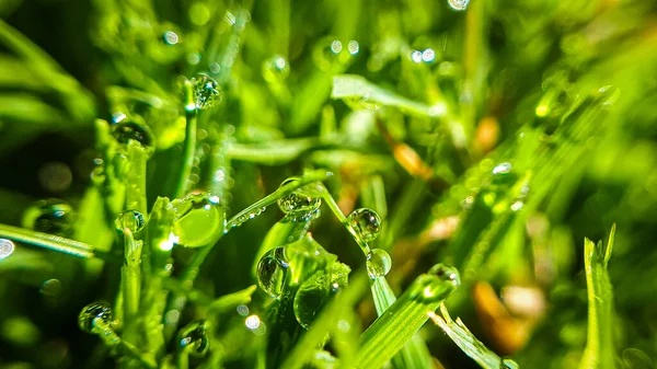 绿草上的大滴露珠 清晨冷凝在草坪上 闭塞潮湿的草地背景 — 图库照片