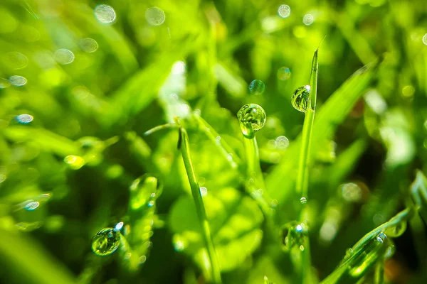 Macro Drops Dew Green Grass Morning Condensation Lawn Closeup Wet — Stock Photo, Image
