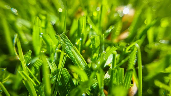 绿草上的大滴露珠 清晨冷凝在草坪上 闭塞潮湿的草地背景 — 图库照片