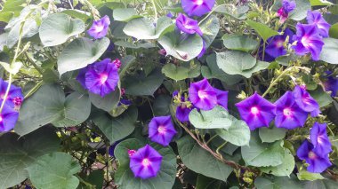 Garddaki bezelyelerden dekoratif mor çiçekler.