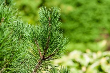 Dekoratif çalıları olan bahçe. Açık hava doğal dekorasyonu..