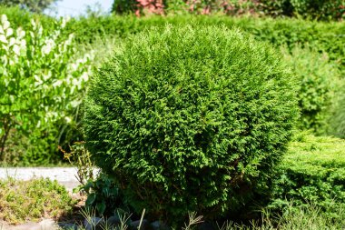 Dekoratif çalıları olan bahçe. Açık hava doğal dekorasyonu..
