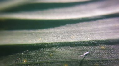 Makro soyut yaprak arka planı. Yakın görünüm