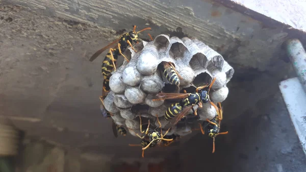 スズメバチの巣の上に座っている 近くの景色 — ストック写真