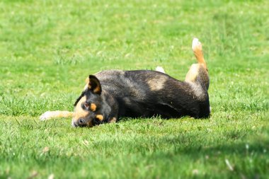 Enfeksiyon kapmış veya alerjik köpek kaşınıyor ve sırtını kaşındırıyor.
