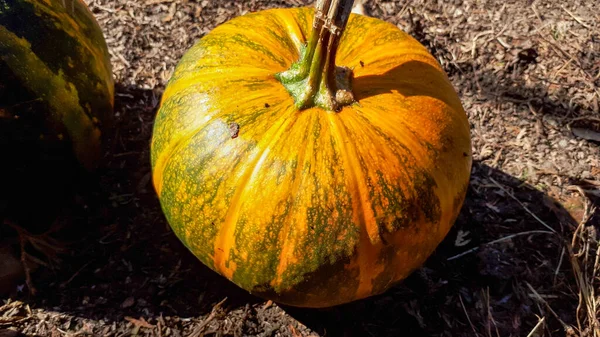Hallowen Ώριμη Κολοκύθα Εξωτερικούς Χώρους Πορτοκαλί Κολοκύθα Γιορτάζουν Λαχανικά Εποχιακή — Φωτογραφία Αρχείου