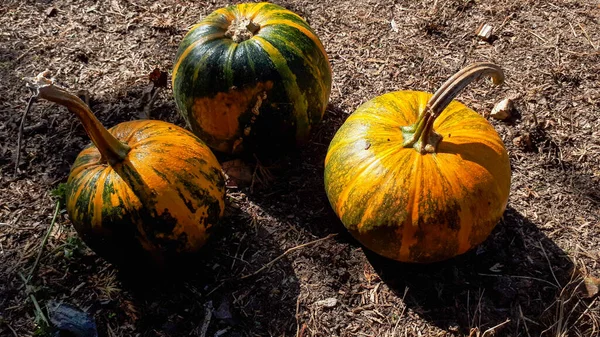 Hallowen Ώριμη Κολοκύθα Εξωτερικούς Χώρους Πορτοκαλί Κολοκύθα Γιορτάζουν Λαχανικά Εποχιακή — Φωτογραφία Αρχείου