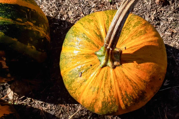 Hallowen Ώριμη Κολοκύθα Εξωτερικούς Χώρους Πορτοκαλί Κολοκύθα Γιορτάζουν Λαχανικά Εποχιακή — Φωτογραφία Αρχείου