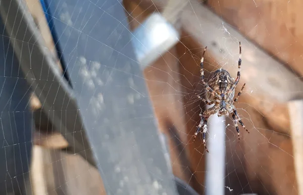 Close Macro Shot Garden Spider Sitting Spider Web — Stock Photo, Image