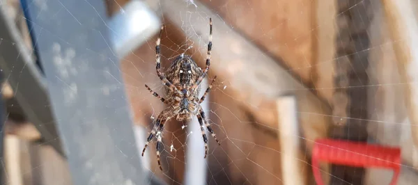 Close Macro Shot Garden Spider Sitting Spider Web — Stock Photo, Image