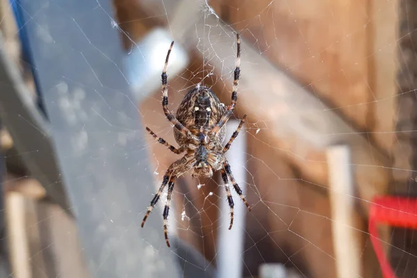 Zavřít Makro Záběr Zahradního Pavouka Sedícího Pavučině — Stock fotografie