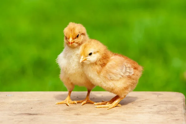 Newborn chicken family. Animal friendship. Couple love bird on green grass background. Couple or twin chicken friend.