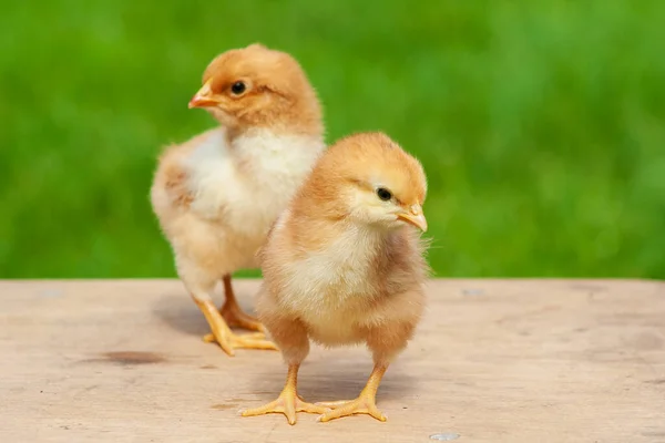 Familia Pollos Recién Nacidos Amistad Animal Pareja Amor Pájaro Verde —  Fotos de Stock