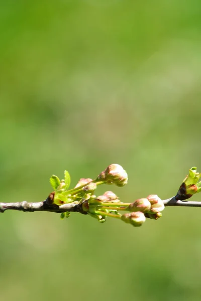 Branch of cherries on a green background. The first days of spring. Flowers appear and begin to flourish.