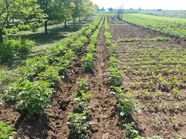 Zielone Ziemniaki Liść Warzyw Rolnictwo Ekologiczne Żywności Ogrodzie Polu Lub — Zdjęcie stockowe