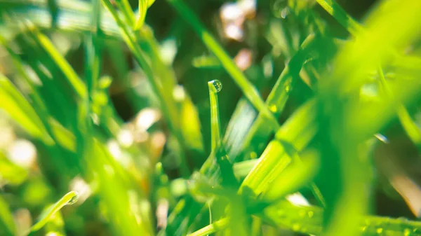 Macro Foto Con Fresco Sfondo Verde Erba Pianta Design Come — Foto Stock