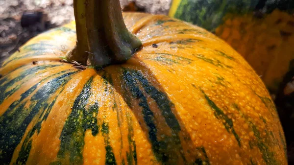 Hallowen Zralé Dýně Venkovním Prostředí Pomerančová Dýně Jako Oslava Zeleniny — Stock fotografie