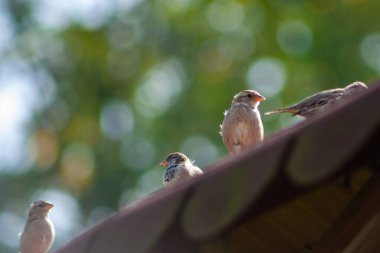 Serçe kuş eski çatıda oturur. Doğadaki vahşi hayvan kuşu. Kuşbilim 
