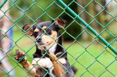 Hayvan barınağında terk edilmiş ve evsiz bir köpek. Üzgün bir köpek, üzgün gözlerle metal bir ağın arkasına bakar ve evlat edinilmeyi ve yeni bir ev bulmayı bekler..