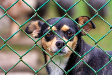 Hayvan barınağında terk edilmiş ve evsiz bir köpek. Üzgün bir köpek, üzgün gözlerle metal bir ağın arkasına bakar ve evlat edinilmeyi ve yeni bir ev bulmayı bekler..
