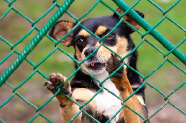 Hayvan barınağında terk edilmiş ve evsiz bir köpek. Üzgün bir köpek, üzgün gözlerle metal bir ağın arkasına bakar ve evlat edinilmeyi ve yeni bir ev bulmayı bekler..