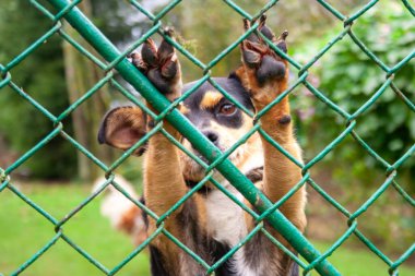 Hayvan barınağında terk edilmiş ve evsiz bir köpek. Üzgün bir köpek, üzgün gözlerle metal bir ağın arkasına bakar ve evlat edinilmeyi ve yeni bir ev bulmayı bekler..