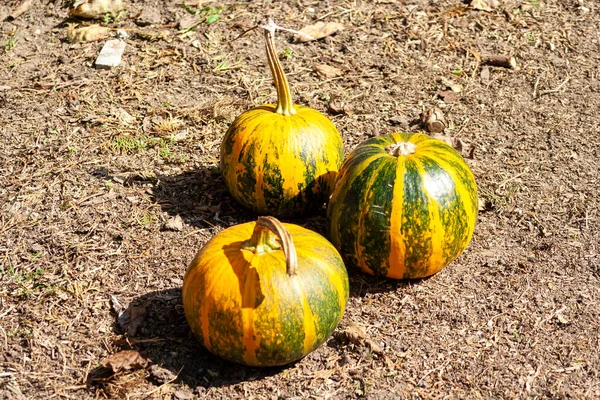 Close Três Abóbora Laranja Outono Chão Jardim Parque Celebra Halloween — Fotografia de Stock