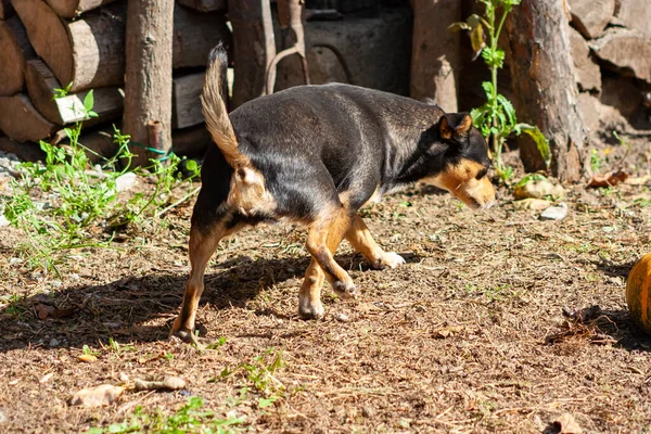 Hundehaufen Hund Mit Erhobenem Schwanz Rücken Des Hundes Mit Sichtbarem — Stockfoto