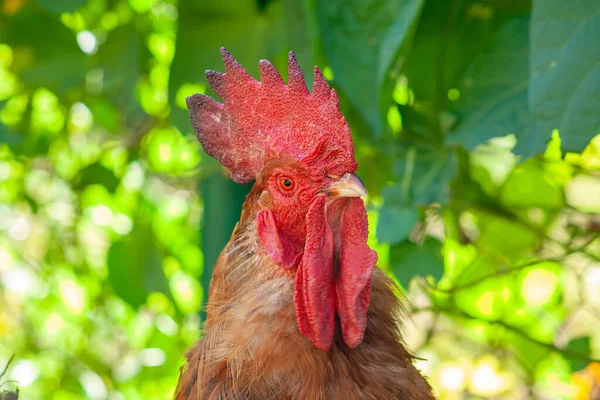 Coq Profil Portrait Tête Sur Fond Vert Une Tête Animal — Photo