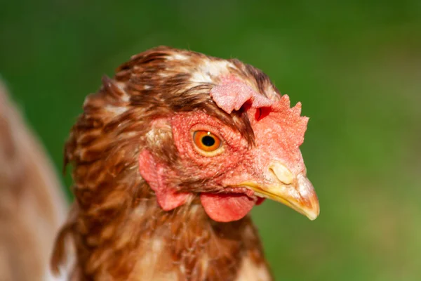 阳光明媚的日子 母鸡在农村的谷仓里觅食 鸡头的细节 — 图库照片