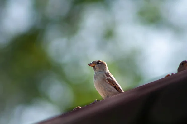 Spatzen Sitzen Auf Alten Dächern Wildtiervogel Der Natur Ornithologie — Stockfoto