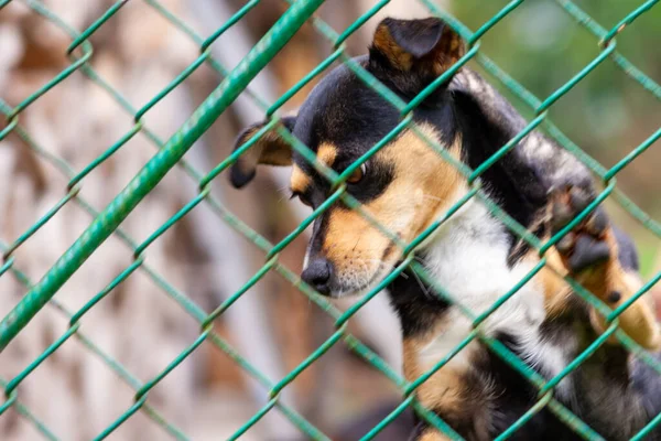 被遗弃和无家可归的狗在动物收容所 一只悲伤的狗用悲伤的眼睛看着身后的金属网 等待着收养和新的家 — 图库照片