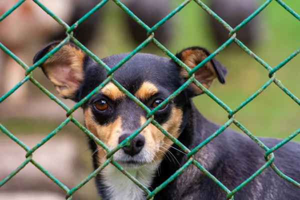 Abandoned and homeless dog in an animal shelter. A sad dog looks behind a metal mesh with sad eyes and is waiting for adoption and a new home.