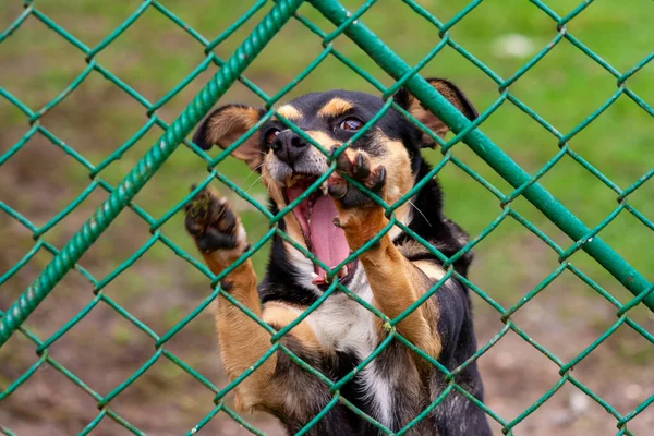 Perro Abandonado Sin Hogar Refugio Animales Perro Triste Mira Detrás — Foto de Stock