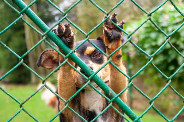 Abandoned Homeless Dog Animal Shelter Sad Dog Looks Metal Mesh — Stock Photo, Image