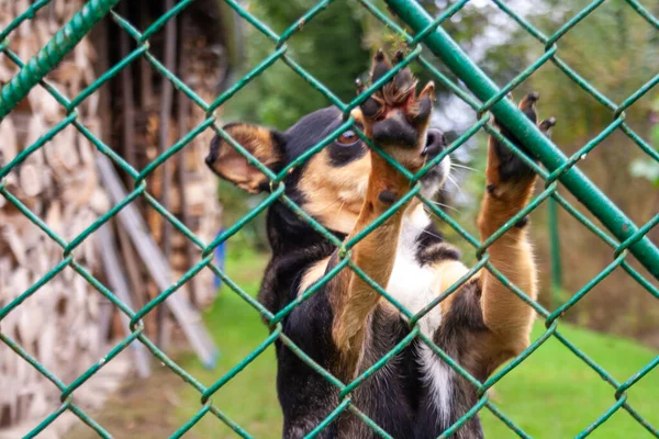 Abandoned Homeless Dog Animal Shelter Sad Dog Looks Metal Mesh — Stock Photo, Image