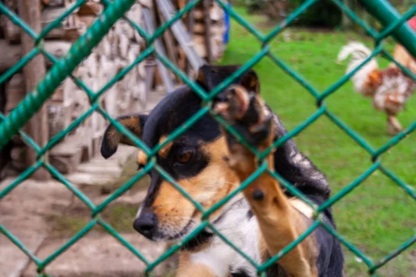 Cão Abandonado Sem Abrigo Num Abrigo Para Animais Cão Triste — Fotografia de Stock