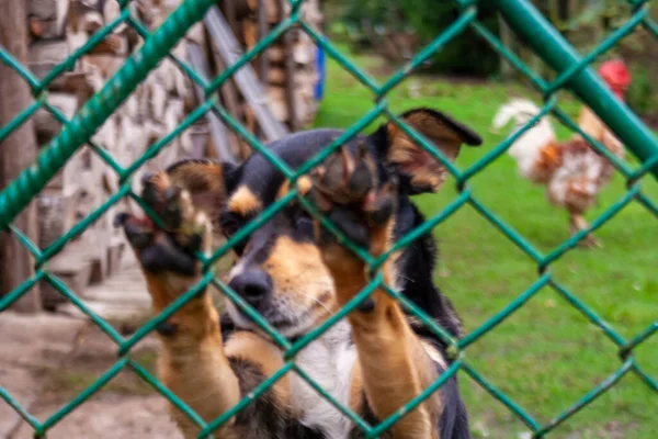 Perro Abandonado Sin Hogar Refugio Animales Perro Triste Mira Detrás — Foto de Stock