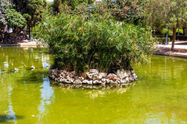 Canlı bir park ortamında durgun suyla çevrili yemyeşil sazlıklardan oluşan bir ada içeren sakin bir gölet. Doğa aşıkları ve doğa tutkunları için ideal sükunetin tadını çıkarmak..