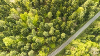 Dolambaçlı bir yolu olan yemyeşil bir ormanın havadan görünüşü. Yoğun gölgelik doğal ortamdaki sükuneti ve doğanın güzelliğini sembolize eden yeşilin çeşitli tonlarını sergiliyor..