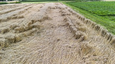 Arkaplanda altın sakal ve yeşil ekinlerle hasat edilmiş bir buğday tarlasının havadan görünüşü yaz günbatımında tarımsal manzarayı gösteriyor..