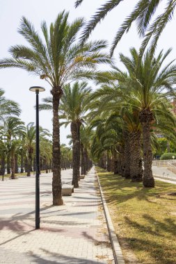 Güneşli bir günde güneşli bir bulvarda uzanan bir palmiye ağacının manzarası canlı yeşillik ve sakin atmosfer rahatlama ve boş zaman aktiviteleri için idealdir..