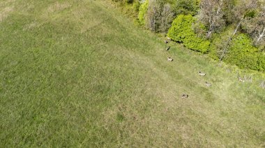 Geyik sürüsünün sık ağaçların arasında huzur içinde otladığı yemyeşil bir çayırın havadan görünüşü. Huzurlu ortam gündüz güzelliği yakalar..