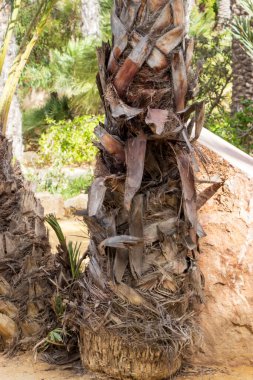 Bir palmiye ağacının gövdesine yakın plan doğal ışık altında tropikal bitki örtüsünü vurgulayan gür bir bahçe ortamında dokulu kabuğunu ve bükülmüş yapraklarını sergiliyor..