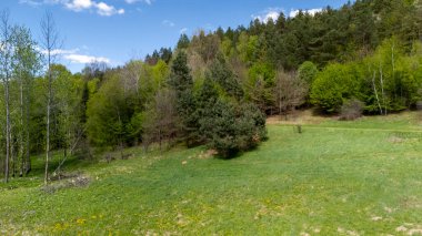 Serin bir orman ortamında yemyeşil bir manzara sergiliyor. Mavi gökyüzü ve dağınık bulutlar güneşli bir günde doğanın huzurunu vurgular..